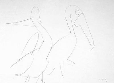 Pelicans