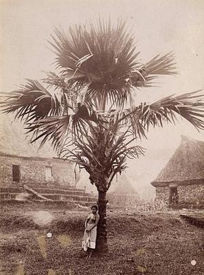 Woman beneath palm tree, thatched buildings in background