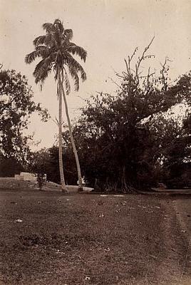Palm trees
