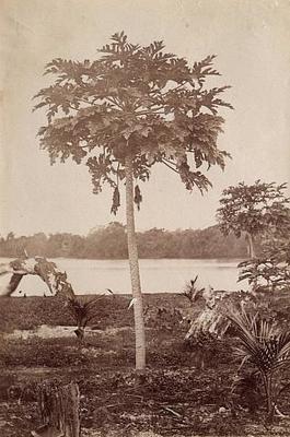 Breadfruit tree