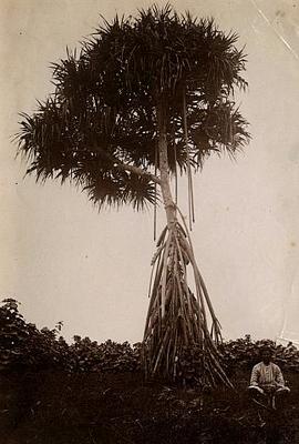 Pandanus