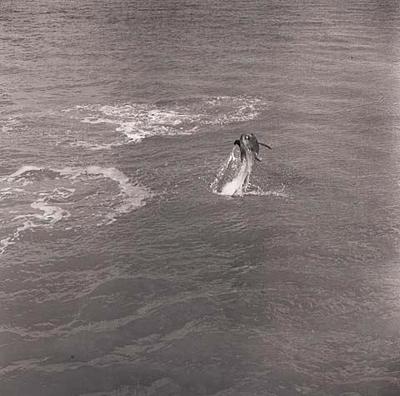 Opo: The Hokianga Dolphin (#4)