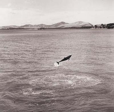 Dolphins