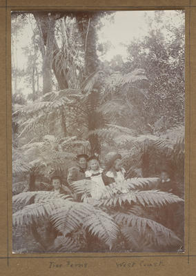 Tree ferns