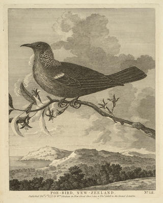Poe-Bird, New Zeeland