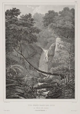 Vue Prise dans les Bois au bassin des courans (Nouvelle Zélande)
