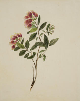 The Rata in Flower