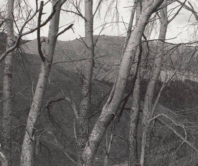 Lismore Forest and roadside trees