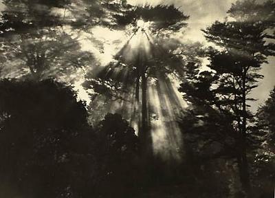 Canopy trees