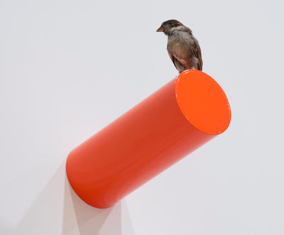 Taxidermy