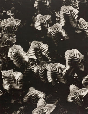 Succulents