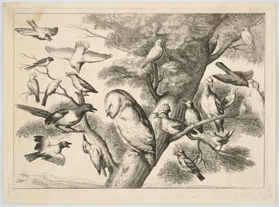 Birds Mobbing an Owl