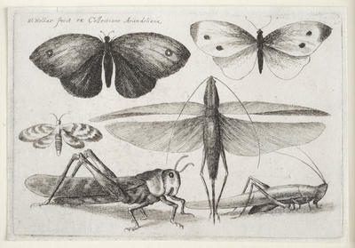Insects
