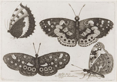 Butterflies