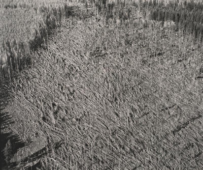 Gale damaged forest, Canterbury, NZ