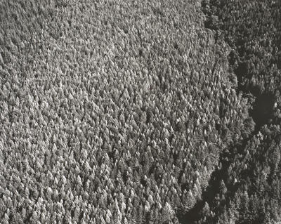 Golden Downs Forest, Nelson