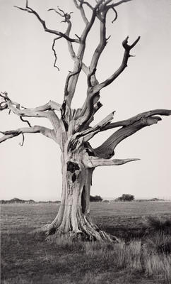 Dead trees