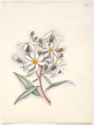 Stamen