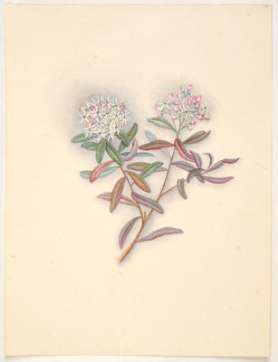 Mairehau – Phebalium nudum