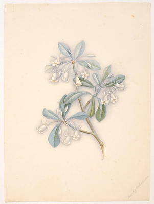 Karo – Pittosporum crassifolium (cream flowers)