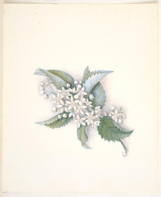 Houhere or lacebark – Hoheria populnea