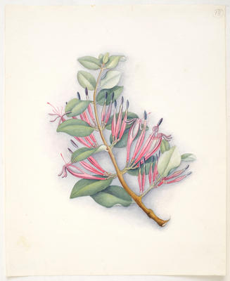 New Zealand mistletoe – Elytrantheadamsii