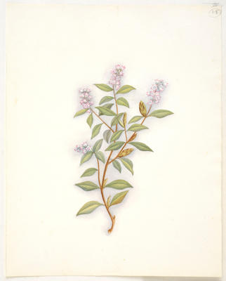 Archeria – Archeria racemosa