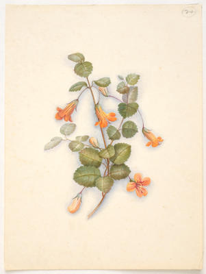 Taurepo or New Zealand gloxinia – Rhabdothamnus solandri
