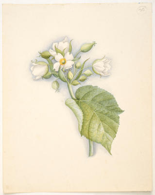 Whau or NZ Mulberry – Entelea arborescens