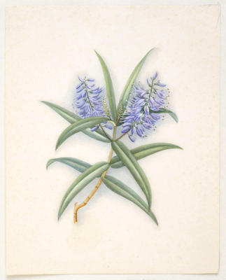Koromiko – Hebe macrocarpa var. latisepala