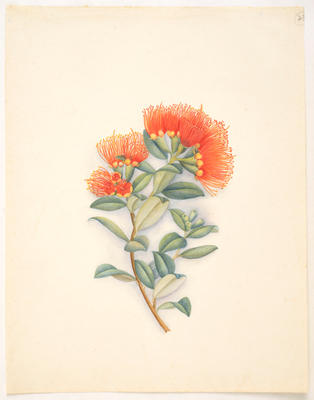 Rata