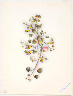 Prostrate fuchsia – Fuchsia procumbens