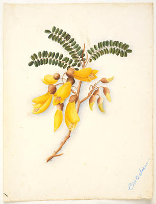 Kōwhai – Sophora microphylla or sophora chathamica