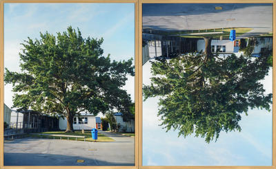 Seedling, Jack Lovelock’s Olympic Oak, Timaru Boys’ High School, Timaru, New Zealand. Featured in Leni Riefenstahl’s (1938 film) Olympia, Lovelock set a new world record and won Gold in what some regard as one of the finest 1500m Olympic finals of all tim