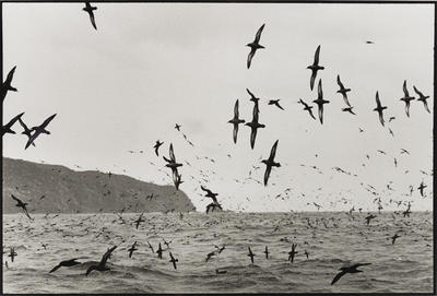 Muttonbirds - part of a story #5
