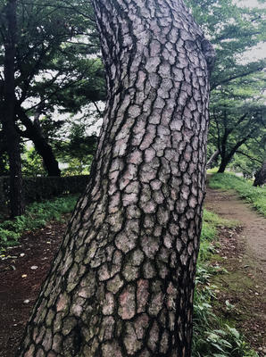 Pine