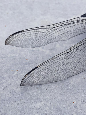 Dragonflies