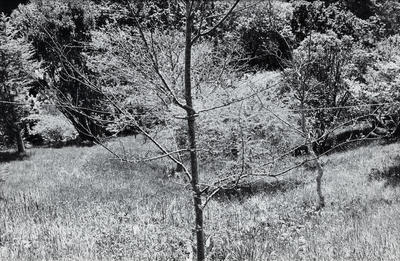 Portfolio of Foliage (j)