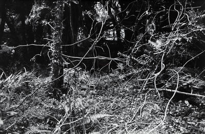 Portfolio of Foliage (p)