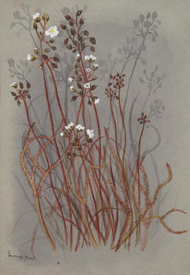 Plants