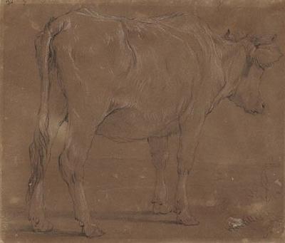Study of a Cow