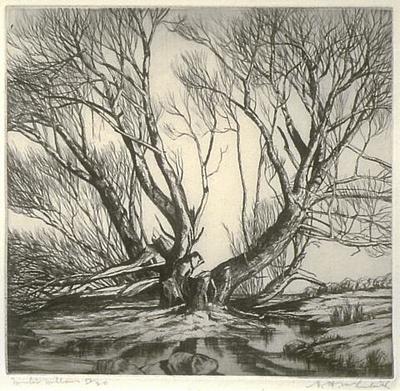 Winter Willows