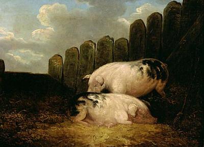 Pigs