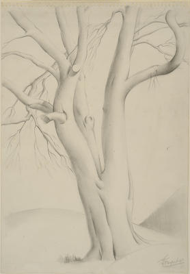 Tree Study
