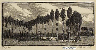 Poplars in France