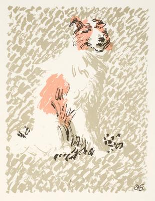 Collie Dog