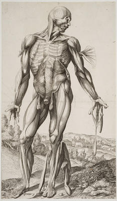 The First Plate of the Muscles