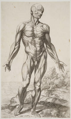 Plates (illustrations)