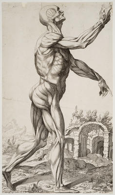 The Fifth Plate of the Muscles
