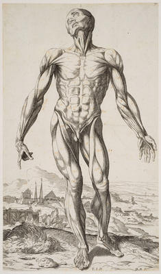 The Fourth Plate of the Muscles
